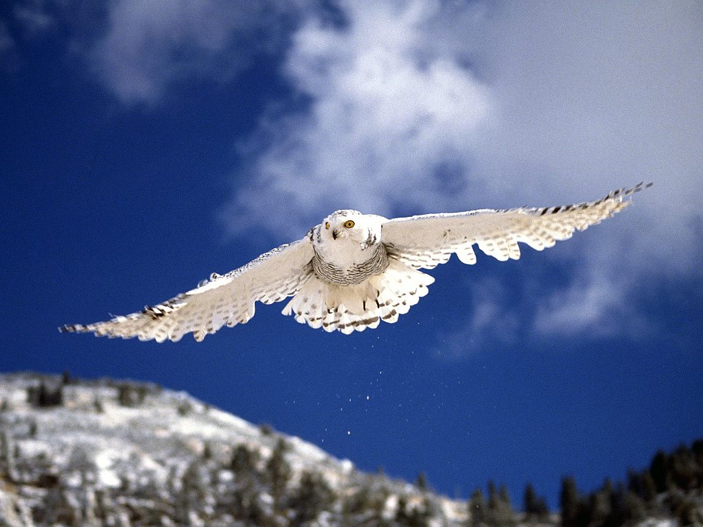 Snowy Owl in Flight